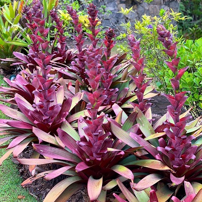 Alcantarea vinicolor