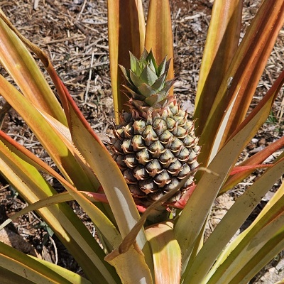 Ananas comosus