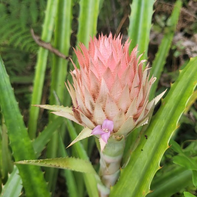 Ananas macrodontes
