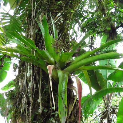 Androlepis fragrans