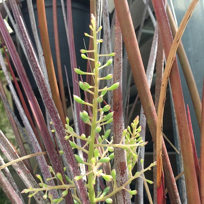 Araeococcus flagellifolius