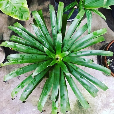 Barfussia