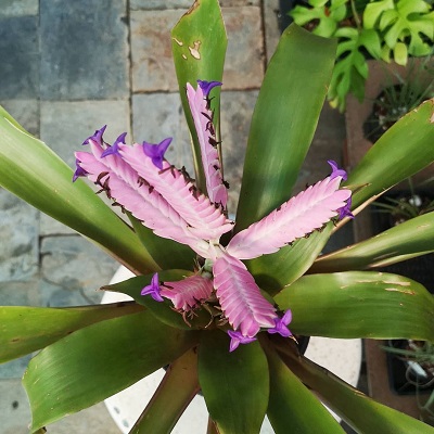 Barfussia wagneriana