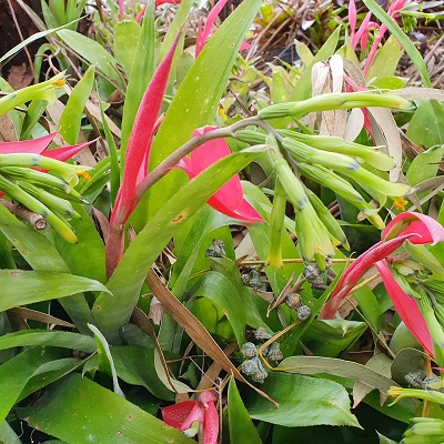 Billbergia distachia