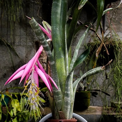 Billbergia zebrina
