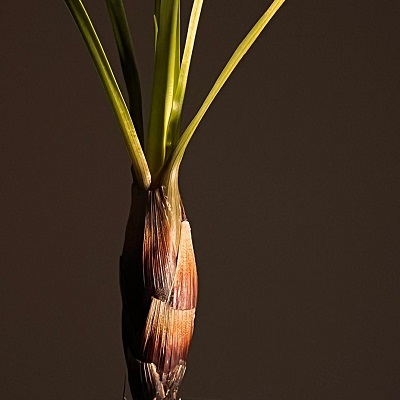 Brocchinia acuminata