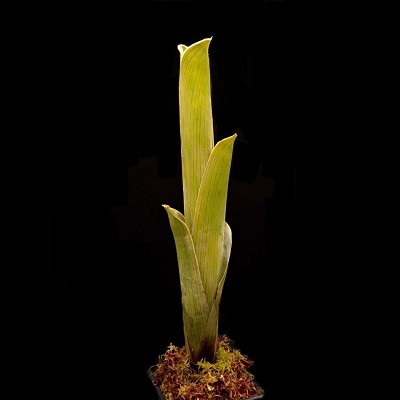 Brocchinia reducta