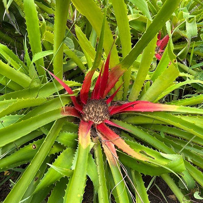 Bromelia pinguin