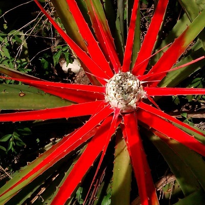 Bromelia serra
