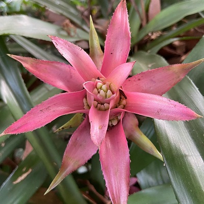 Canistropsis billbergioides
