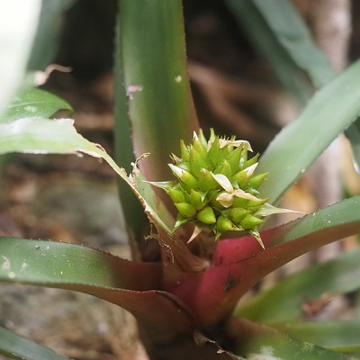 Canistropsis burchellii