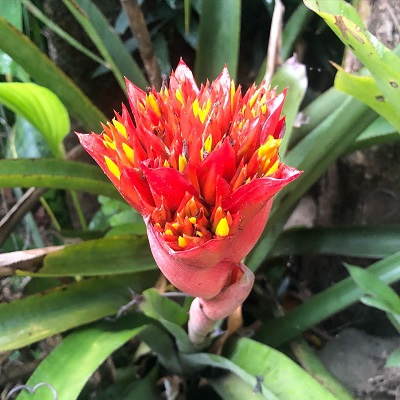 Canistrum aurantiacum