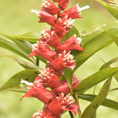 Cipuropsis capituligera