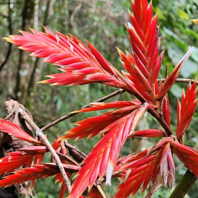 Cipuropsis elata