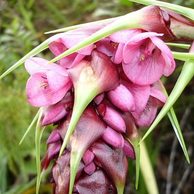 Connellia augustae