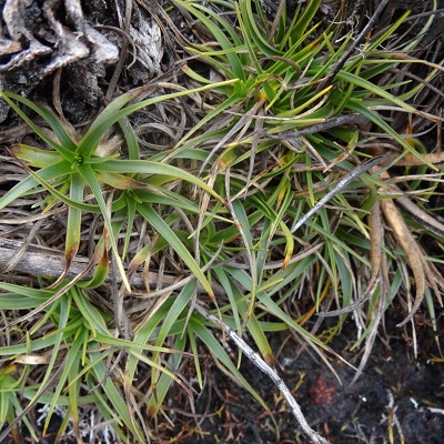 Connellia caricifolia