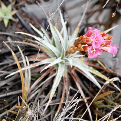 Connellia quelchii