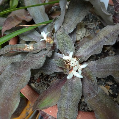 Cryptanthus dianae