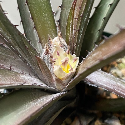 Deinacanthon urbanianum