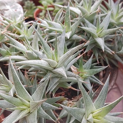 Deuterocohnia brevifolia