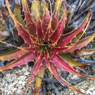 Deuterocohnia chrysantha