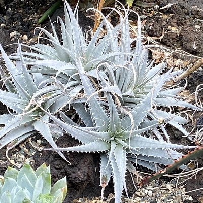 Deuterocohnia longipetala