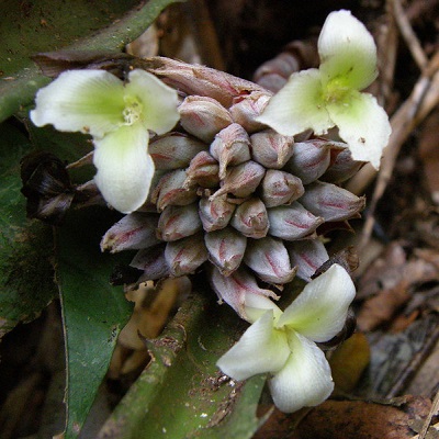 Disteganthus lateralis
