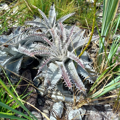 Dyckia marnier lapostollei