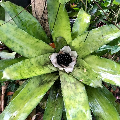 Edmundoa lindenii