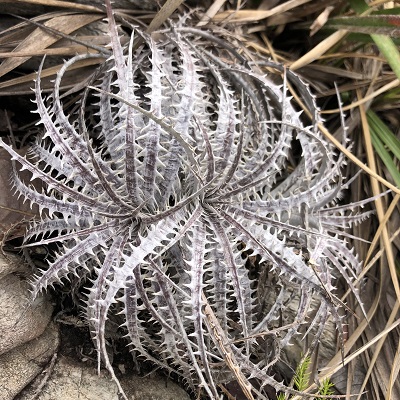 Encholirium ctenophyllum