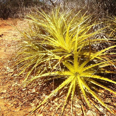 Encholirium spectabile