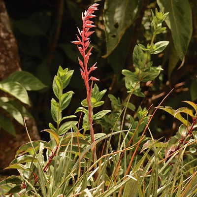 Fernseea itatiaiae