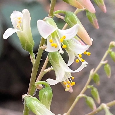 Fosterella penduliflora