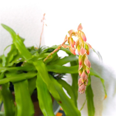 Fosterella spectabilis