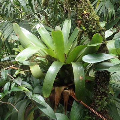 Glomeropitcairnia erectiflora