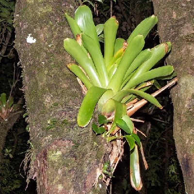 Glomeropitcairnia penduliflora