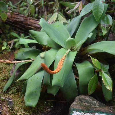 Goudaea chrysostachys