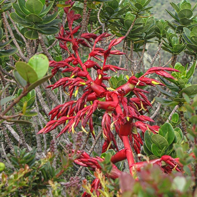 Gregbrownia fulgens