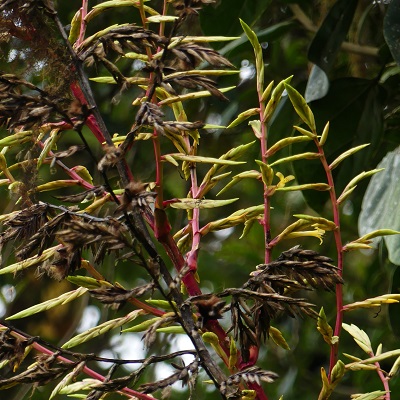 Gregbrownia lymansmithii