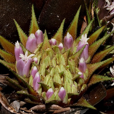 Greigia sphacelata
