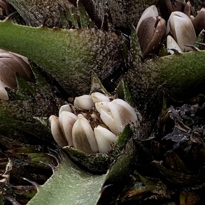Greigia stenolepis