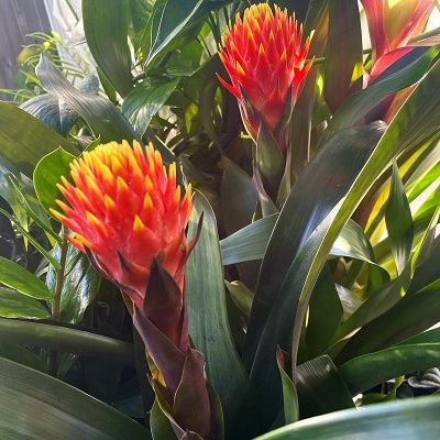 Guzmania conifera