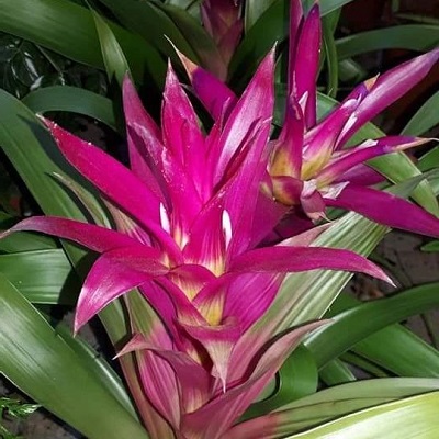 Guzmania lingulata