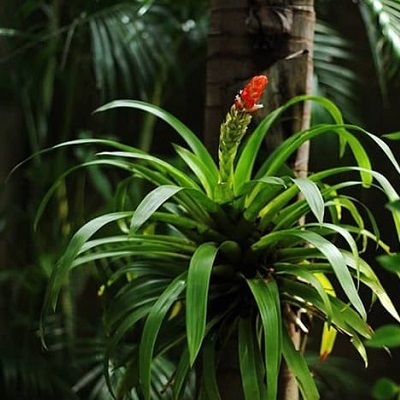 Guzmania monostachia