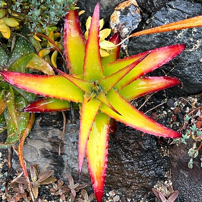 Hechtia glauca