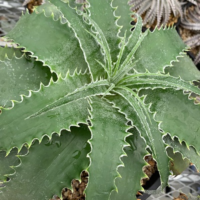 Hechtia lanata