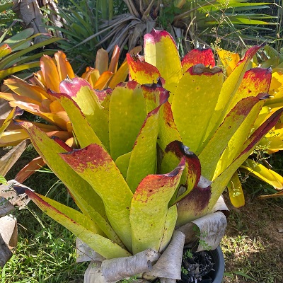 Hohenbergia castellanosii