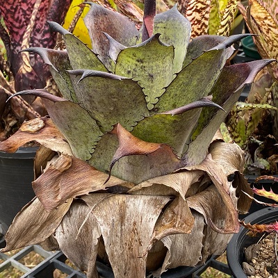 Hohenbergia leopoldo horstii