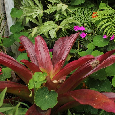 Hohenbergiopsis guatemalensis