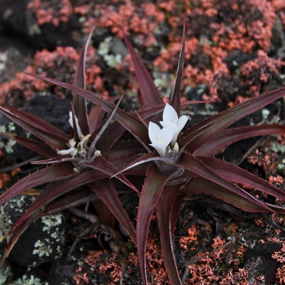 Hoplocryptanthus schwackeanus